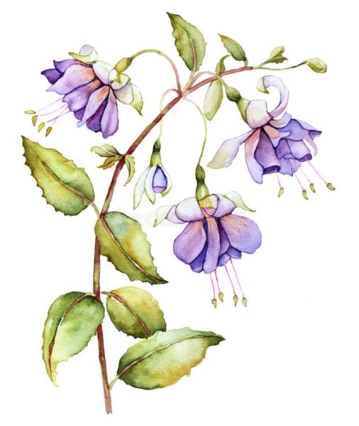 Фуксия нарисованная