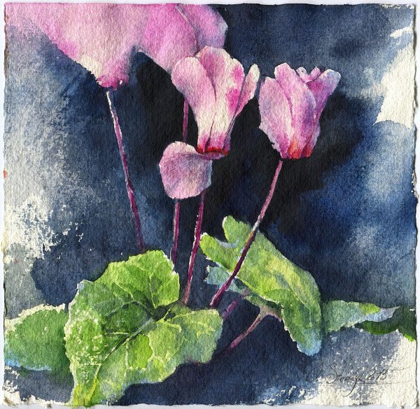 Китайская Ботаническая акварель цветы цикламен