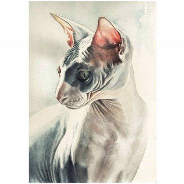 Кошка сфинкс акварель