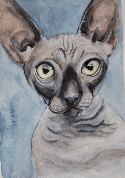 Кошка сфинкс акварель