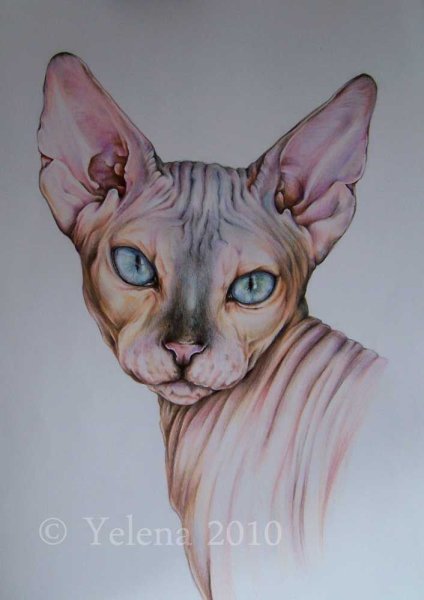 Сфинкс цветными карандашами