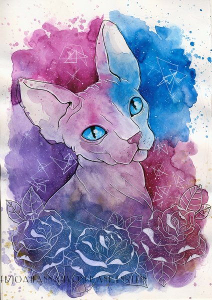 Кошка сфинкс акварель