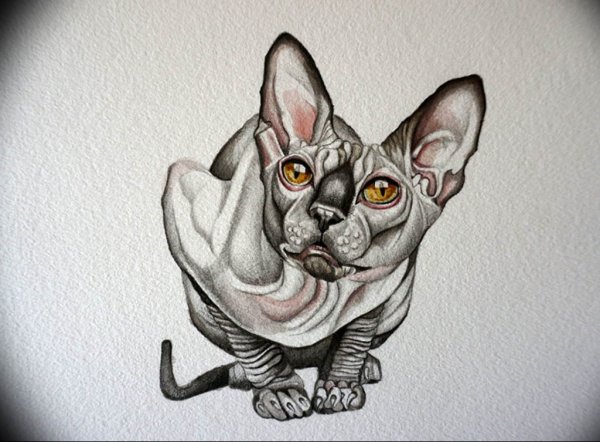 Тату сфинкс кошка