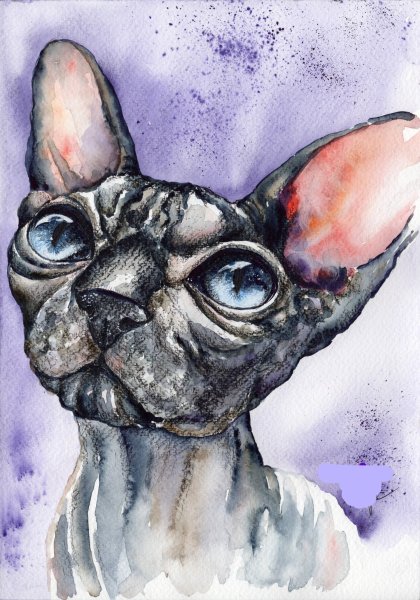 Кот сфинкс акварелью