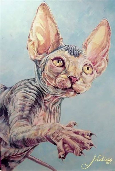 Канадский сфинкс картина