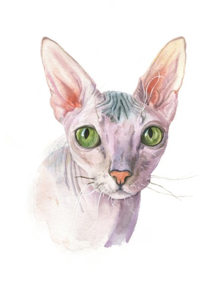 Кот сфинкс акварелью