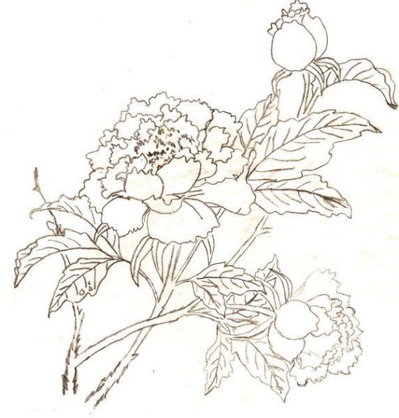 Нарцисс цветными карандашами