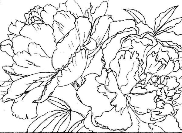 Гортензия контур