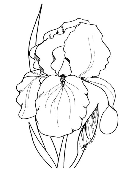 Цветы для раскрашивания акварелью