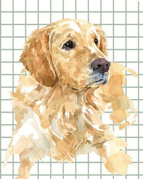 Золотистый ретривер акварелью