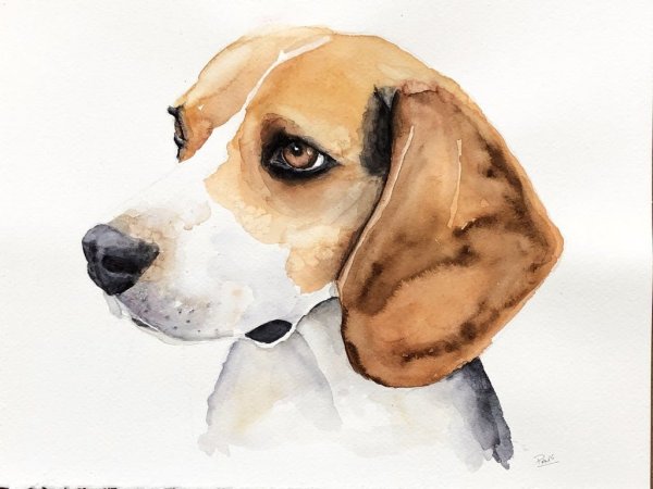 Марина Игнатова художник акварель животные