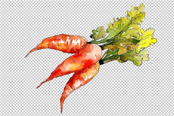 Морковь рисунок акварелью
