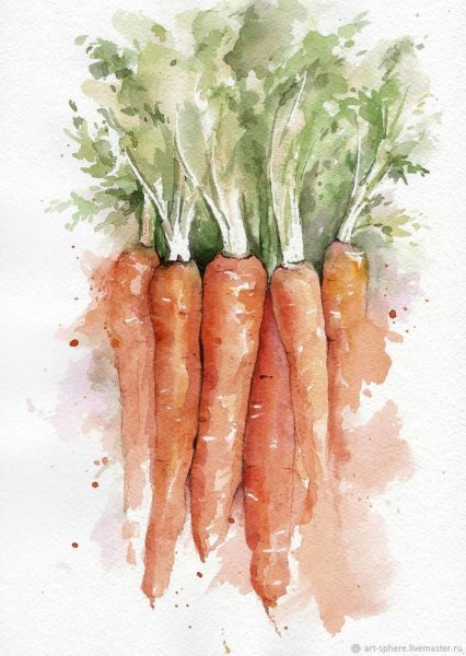 Морковь акварелью