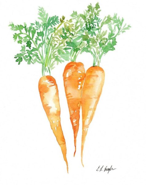 Морковь акварелью