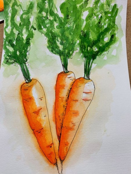 Морковка акварелью на прозрачном фоне