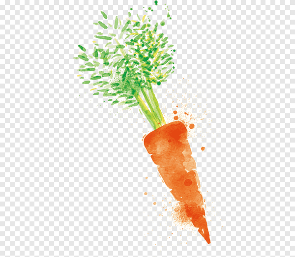 Морковь акварелью