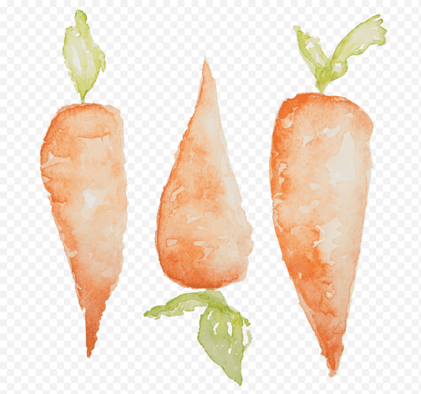 Морковка акварелью