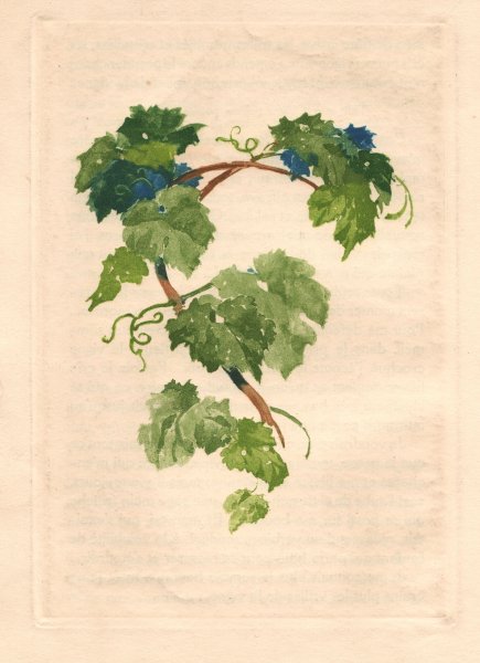 Листья винограда живопись