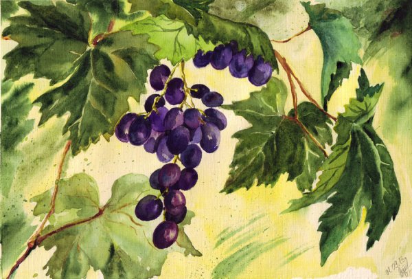 Виноградная лоза акварель