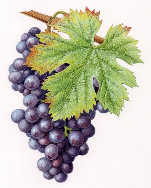 Лоза винограда