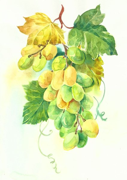 Зеленый виноград акварелью