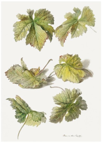 Этюды листьев