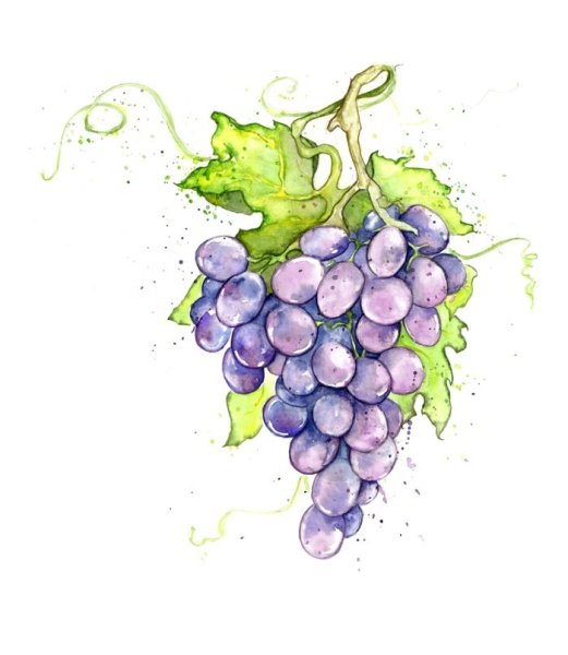 Гроздь винограда акварель