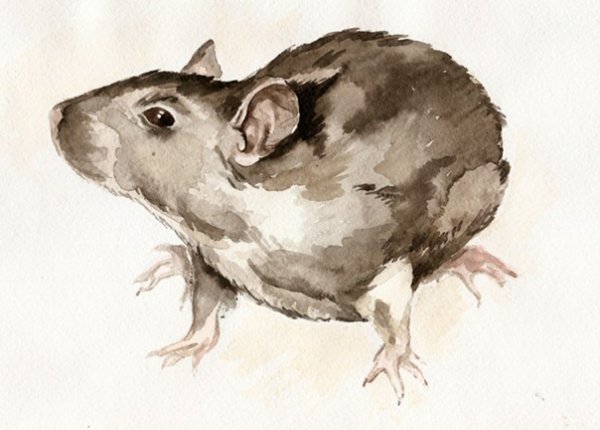 Крыса акварелью