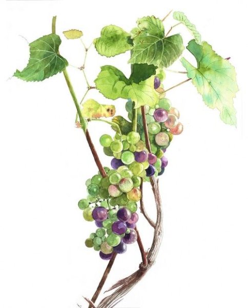 Ветка винограда