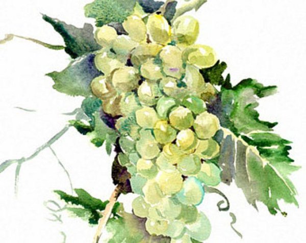 Кисть винограда акварелью