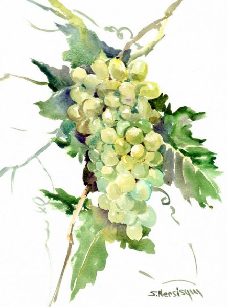 Зеленый виноград акварелью