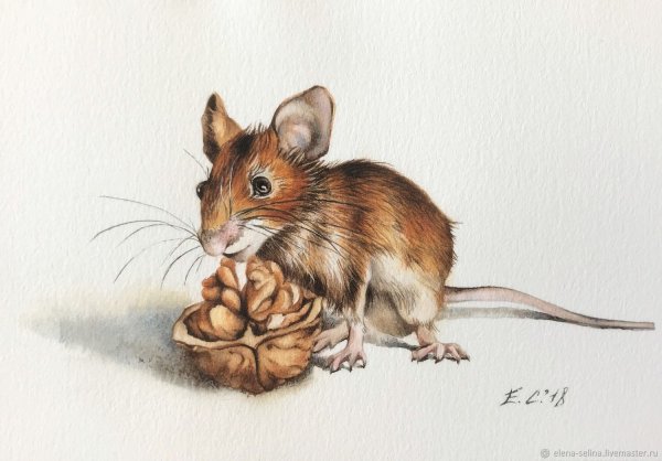 Акварельные иллюстрации мышка