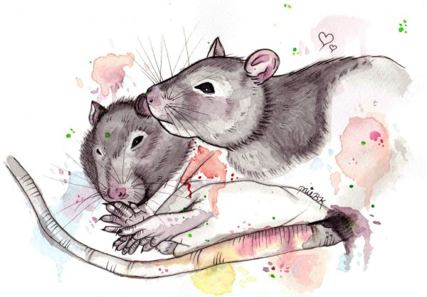 Рисунки крысок