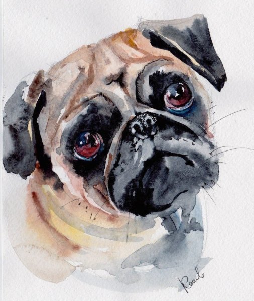Мопс акварелью