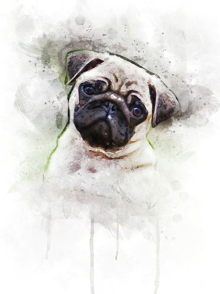 Мопс милый акварель
