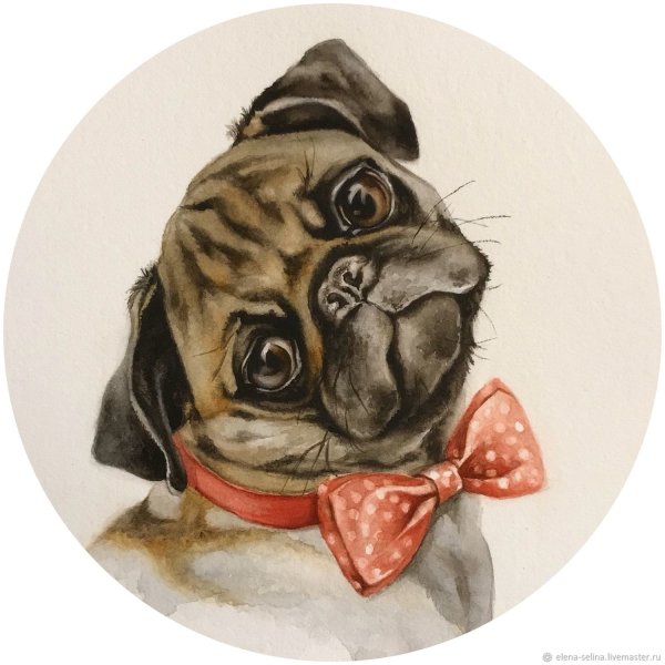 Инга Измайлова мопсы