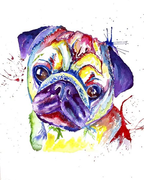 Мопс акварелью