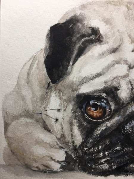 Мопс акварелью