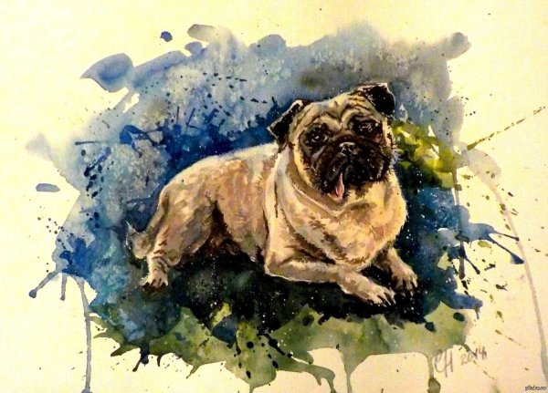 Мопс рисунок акварель