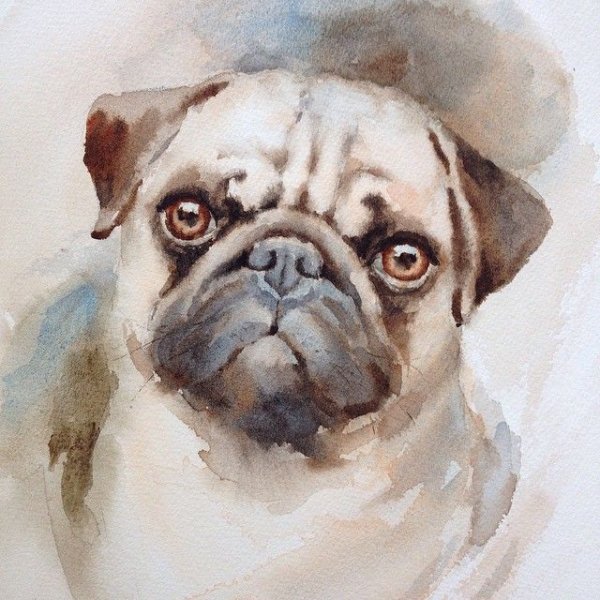 Мопс акварельными карандашами