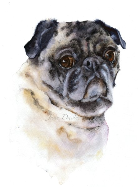 Мопс акварелью