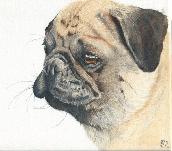 Арты мопсов реалистичный