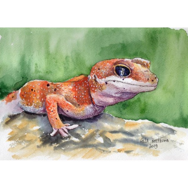 Ящерица эублефар арт