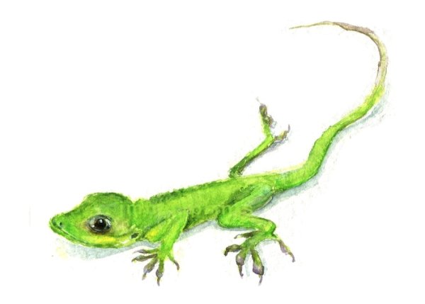 Ящерица рисунок милый