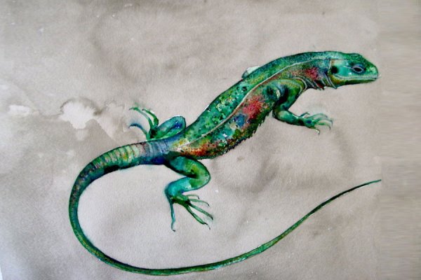 Ящерица Бруни