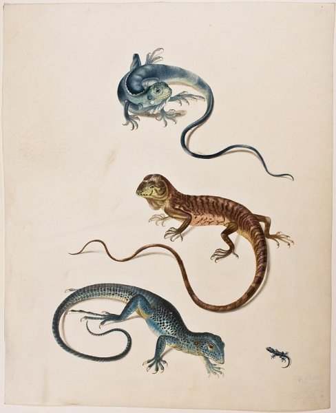 Ящерка иллюстрация