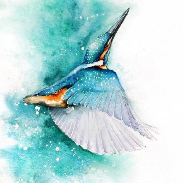 Птица Зимородок акварель