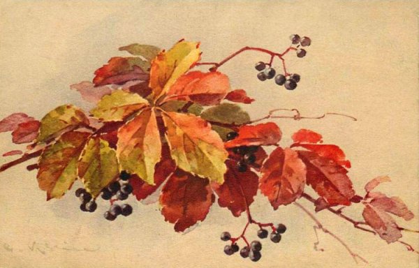 Катарина Кляйн виноград