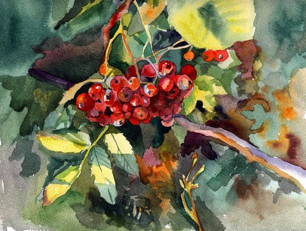Рябина акварель Мария Стежко