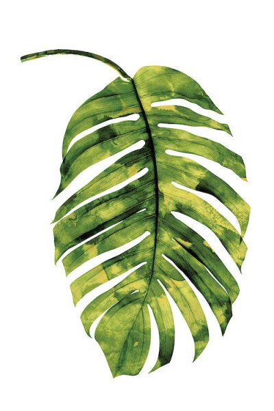 Папоротник пальмы монстера